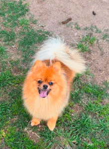 Pomeranian 2